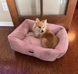 Lost Female Dog last seen Ryderwood Ave, Horizon City, TX 79928
