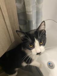 Reunited Male Cat last seen Found near valley and riverside in Rialto ca, Rialto, CA 92376
