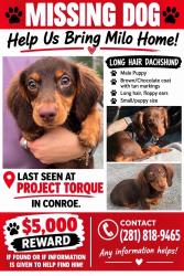 Reunited Male Dog last seen Project Torque, Conroe, TX 77301