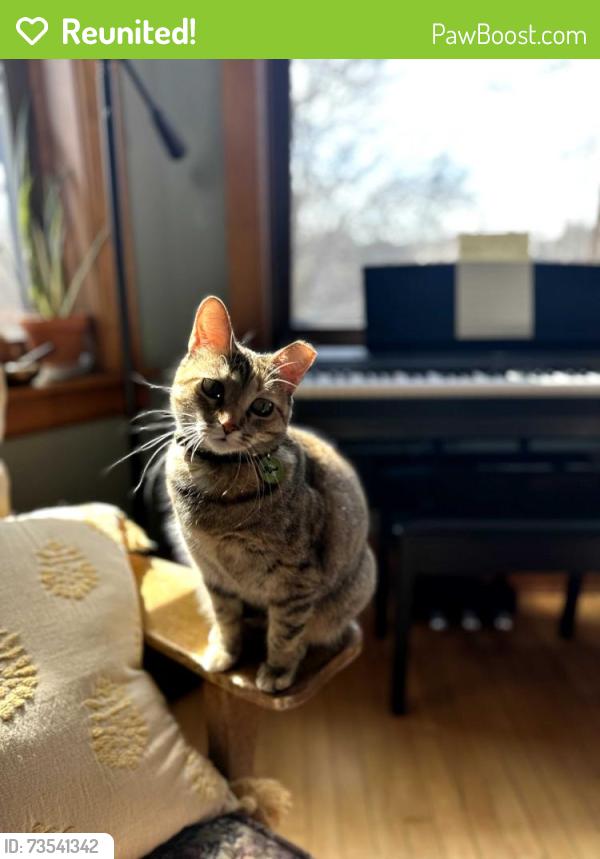 Reunited Female Cat last seen Marshall Blvd and 23rd, Chicago, IL 60623
