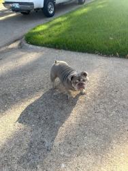 Reunited Female Dog last seen 122nd and Broadway Ext., Oklahoma City, OK 73114