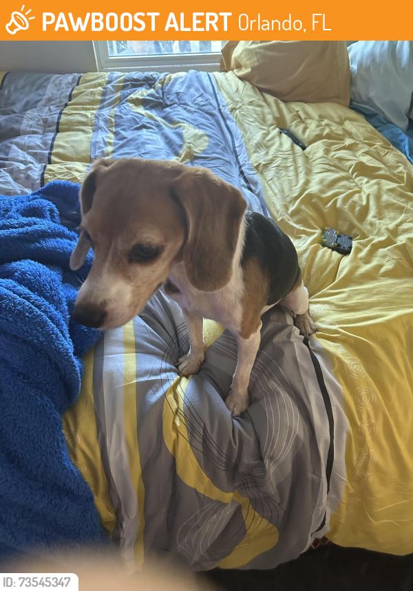 Found/Stray Female Dog last seen Introduction way Dowdin ave, Orlando, FL 32832
