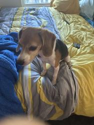 Found/Stray Female Dog last seen Introduction way Dowdin ave, Orlando, FL 32832