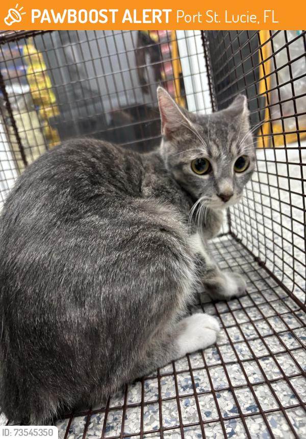 Found/Stray Unknown Cat last seen Port St Lucie, Port St. Lucie, FL 34986