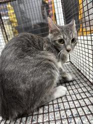 Found/Stray Unknown Cat last seen Port St Lucie, Port St. Lucie, FL 34986