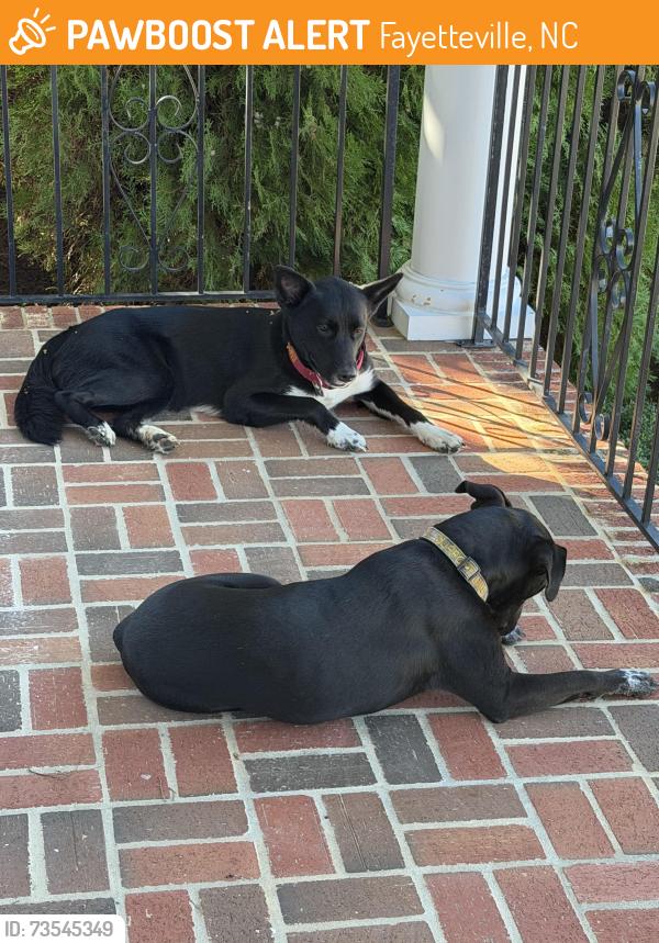 Found/Stray Male Dog last seen Lowes, Fayetteville, NC 28304