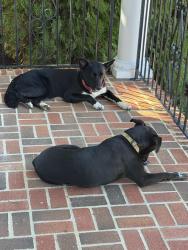 Found/Stray Male Dog last seen Lowes, Fayetteville, NC 28304