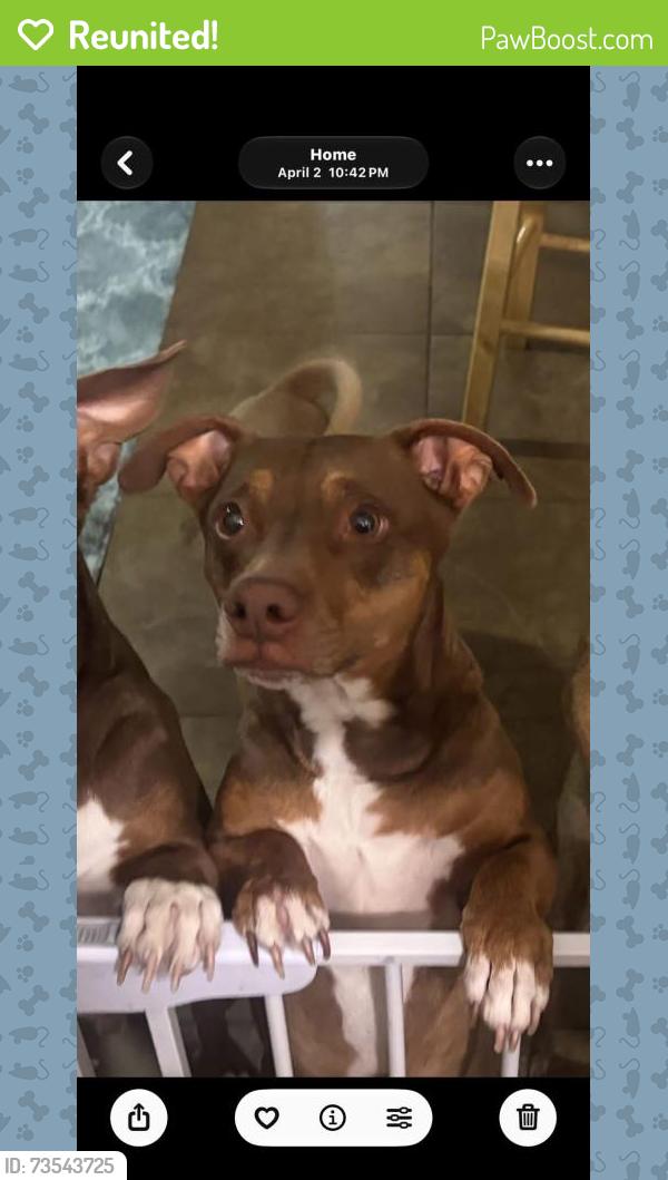 Reunited Male Dog last seen Heather and greenway, Henderson, NV 89002