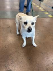 Shelter Stray Male Dog last seen , 14409 Vanowen St, Van Nuys, CA 91405, USA