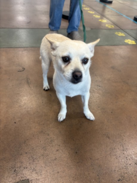 Shelter Stray Male Dog last seen , 14409 Vanowen St, Van Nuys, CA 91405, USA