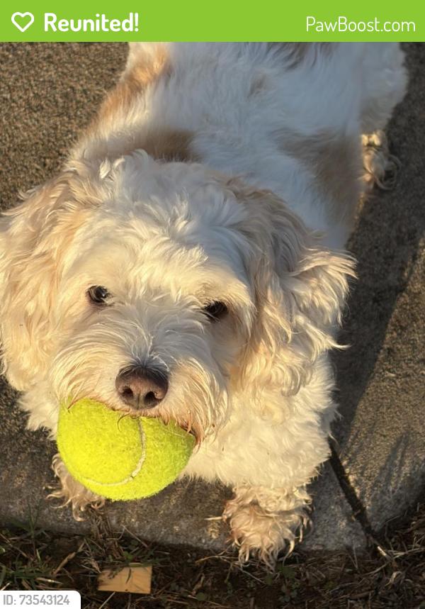 Reunited Female Dog last seen Ivy, 112th PL, 111th. 121st Churchill Park, Jenks, OK 74037