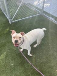 Shelter Stray Female Dog last seen , 1850 W 60th St, Los Angeles, CA 90047, USA