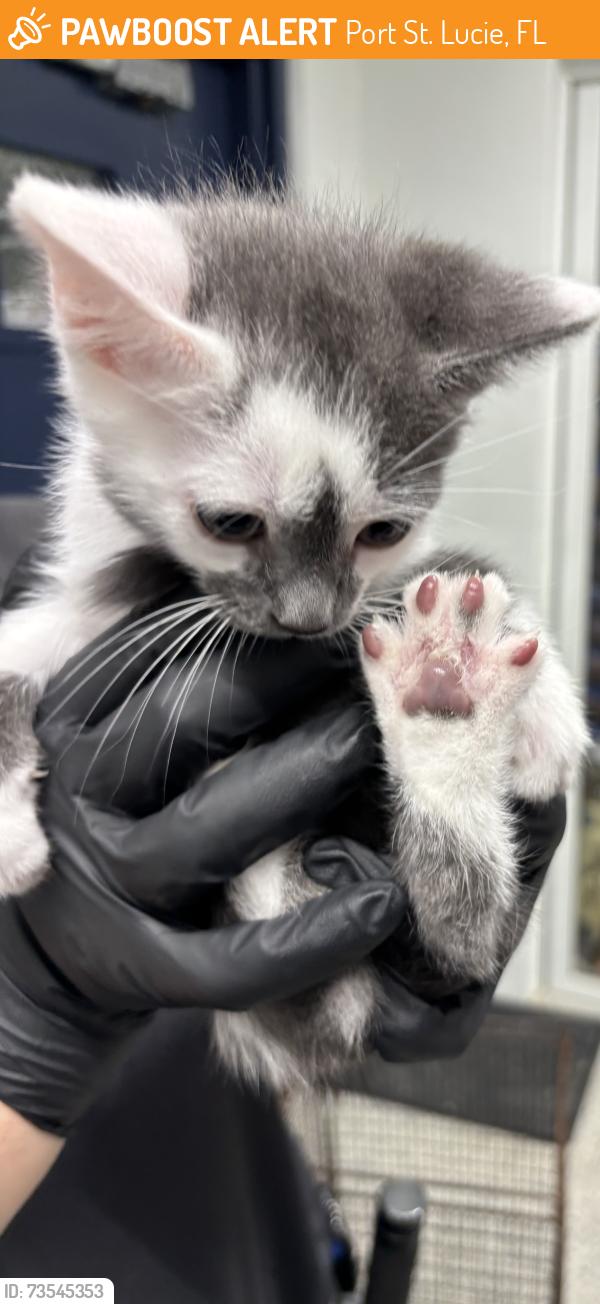Found/Stray Unknown Cat last seen Port St Lucie, Port St. Lucie, FL 34986