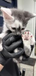 Found/Stray Unknown Cat last seen Port St Lucie, Port St. Lucie, FL 34986