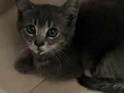 Shelter Stray Female Cat last seen Near BLK CEDAR AVE LONG BEACH CA 90806, 7700 E Spring St, Long Beach, CA 90815, USA