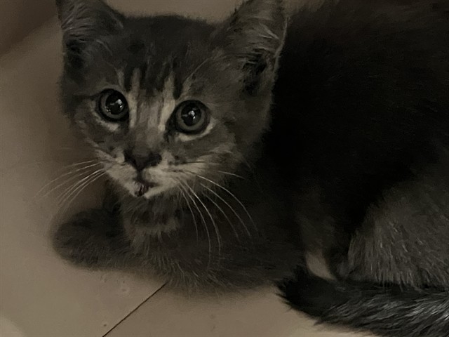Shelter Stray Female Cat last seen Near BLK CEDAR AVE LONG BEACH CA 90806, 7700 E Spring St, Long Beach, CA 90815, USA