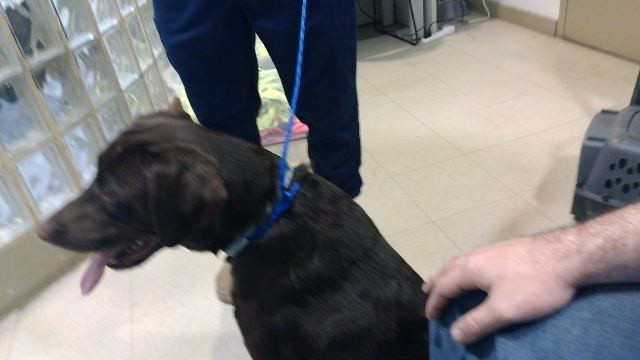 Shelter Stray Male Dog last seen Near BLOCK MEMORIAL PKWY, 4950 SW Triana Blvd, Huntsville, AL 35805, USA