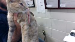 Shelter Stray Female Cat last seen ARCHER DR, 4950 SW Triana Blvd, Huntsville, AL 35805, USA