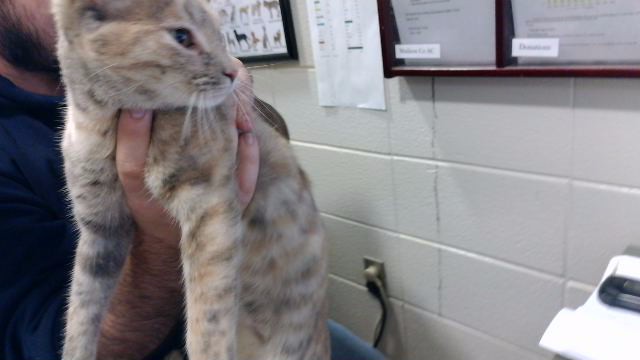 Shelter Stray Female Cat last seen ARCHER DR, 4950 SW Triana Blvd, Huntsville, AL 35805, USA