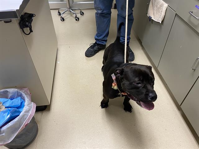Shelter Stray Female Dog last seen Near BLOCK N 26TH ST, 3839 W Burnham St, West Milwaukee, WI 53215, USA