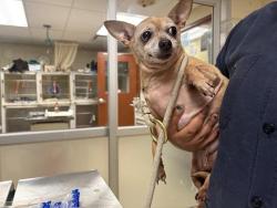 Shelter Stray Female Dog last seen Near BLOCK W BOTTSFORD AVE, 3839 W Burnham St, West Milwaukee, WI 53215, USA