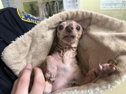Shelter Stray Female Dog last seen Near BLOCK W BOTTSFORD, 3839 W Burnham St, West Milwaukee, WI 53215, USA