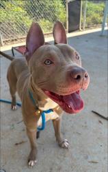 Shelter Stray Male Dog last seen CHARLOTTE, 8315 Byrum Dr, Charlotte, NC 28217, USA