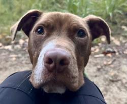 Shelter Stray Male Dog last seen CHARLOTTE, 8315 Byrum Dr, Charlotte, NC 28217, USA