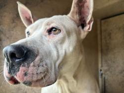 Shelter Stray Female Dog last seen Near BLOCK SW 23RD ST, 2811 SE 29th St, Oklahoma City, OK 73129, USA