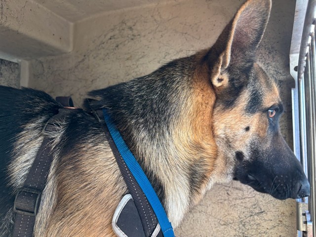 Shelter Stray Male Dog last seen Near BLOCK SW 23RD ST, 2811 SE 29th St, Oklahoma City, OK 73129, USA