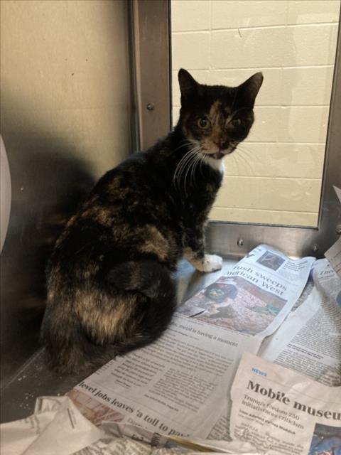 Shelter Stray Unknown Cat last seen Near BLOCK S GREENWOOD AVE, WICHITA KS 67211, 3303 N Hillside St, Wichita, KS 67219, USA