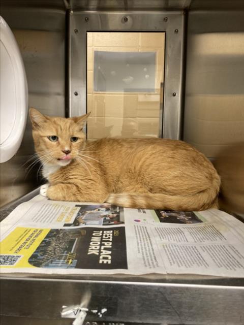 Shelter Stray Unknown Cat last seen Near BLOCK W STERLING ST, WICHITA KS 67205, 3303 N Hillside St, Wichita, KS 67219, USA