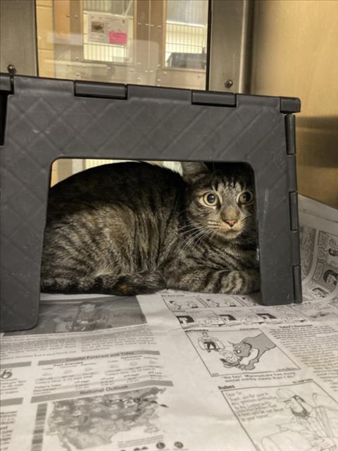 Shelter Stray Unknown Cat last seen Near BLOCK S SENECA ST, WICHITA KS 67217, 3303 N Hillside St, Wichita, KS 67219, USA