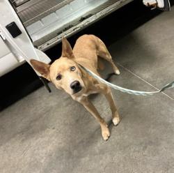 Shelter Stray Female Dog last seen Near BLOCK E IDLEWILD ST, WICHITA KS 67216, 3303 N Hillside St, Wichita, KS 67219, USA