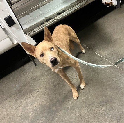 Shelter Stray Female Dog last seen Near BLOCK E IDLEWILD ST, WICHITA KS 67216, 3303 N Hillside St, Wichita, KS 67219, USA
