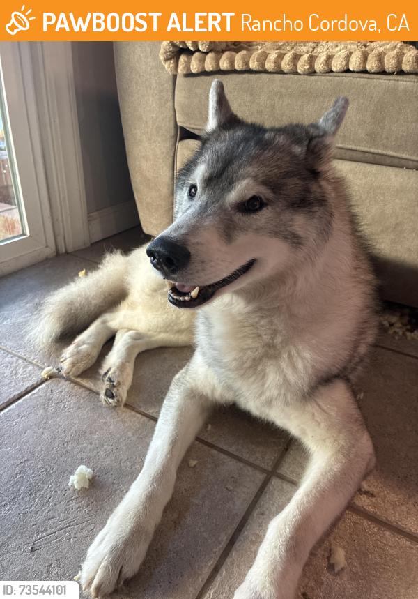 Found/Stray Male Dog last seen Cordova Lane Zinfandel drive, Rancho Cordova, CA 95670