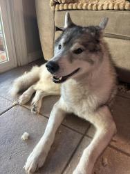 Found/Stray Male Dog last seen Cordova Lane Zinfandel drive, Rancho Cordova, CA 95670