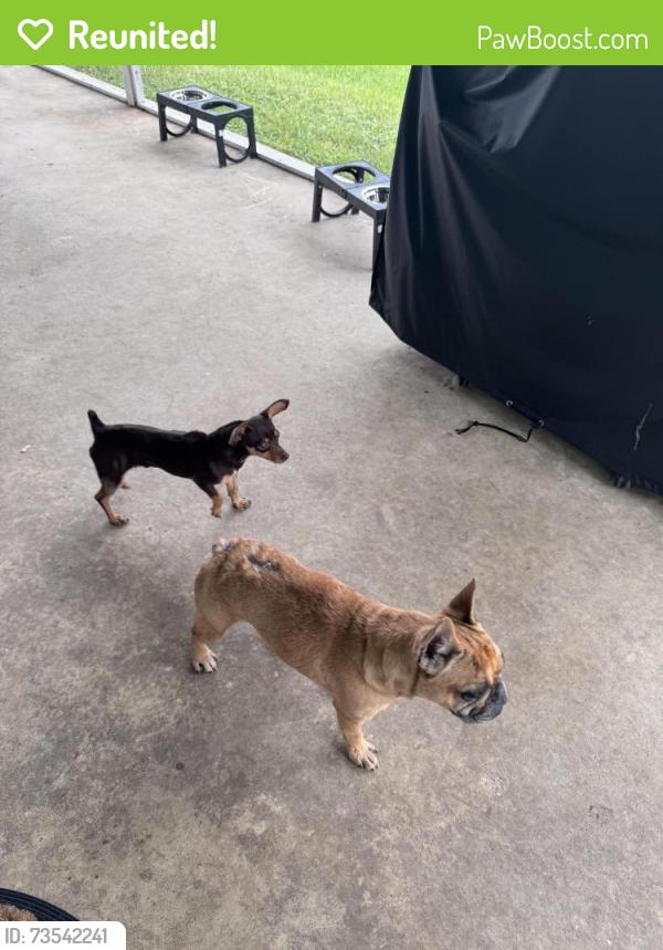Reunited Male Dog last seen SW 69th St and SW 185th Way, Southwest Ranches, FL, 33332, Southwest Ranches, FL 33332
