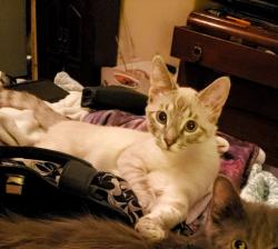 Reunited Male Cat last seen Behind Dollar Tree on 199, Springtown, TX 76082