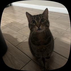 Reunited Female Cat last seen Poinciana blvd, Kissimmee, FL 34746
