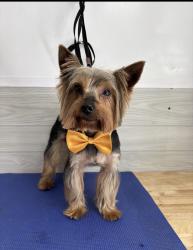 Reunited Male Dog last seen 20th ave hmstd Krome ave area, Homestead, FL 33033