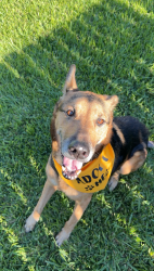 Found/Stray Female Dog last seen Rosharon Tx, Brazoria County, TX 77583