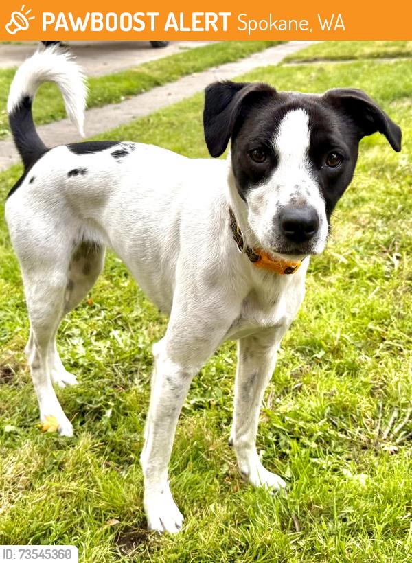Found/Stray Female Dog last seen E Queen Ave and N Helena St, Spokane, WA 99207