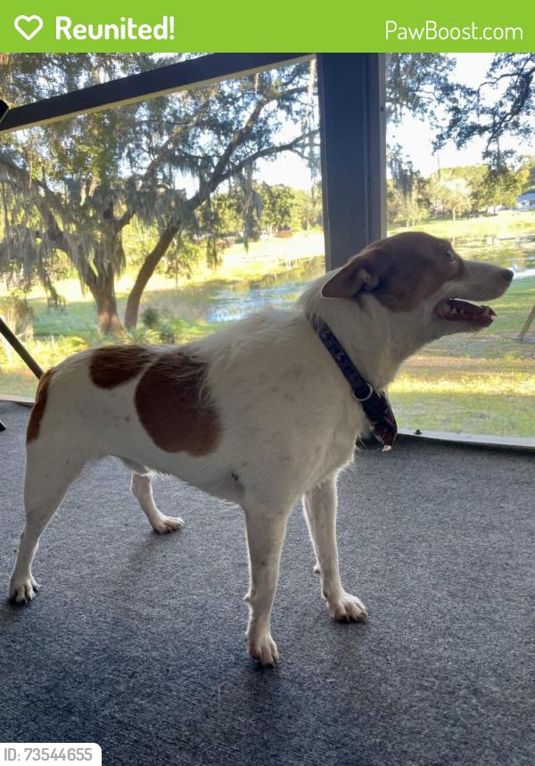 Reunited Male Dog last seen Bent Oak, Apopka, FL 32712