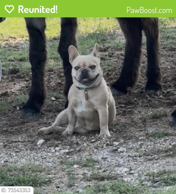 Reunited Female Dog last seen County Road 310, Cleburne, TX 76031