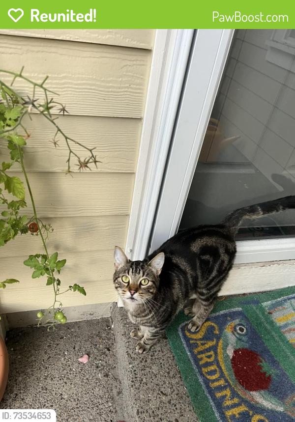 Reunited Male Cat last seen Arbor Roses neighborhood, Hillsboro, OR 97123