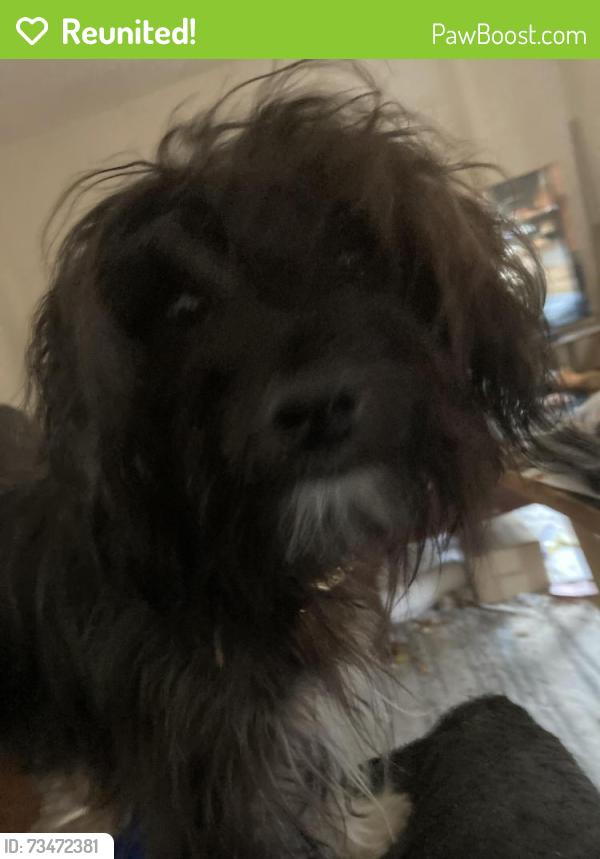 Reunited Male Dog last seen Cimmirron Woods Dr & Harrison St, La Vista, NE 68128