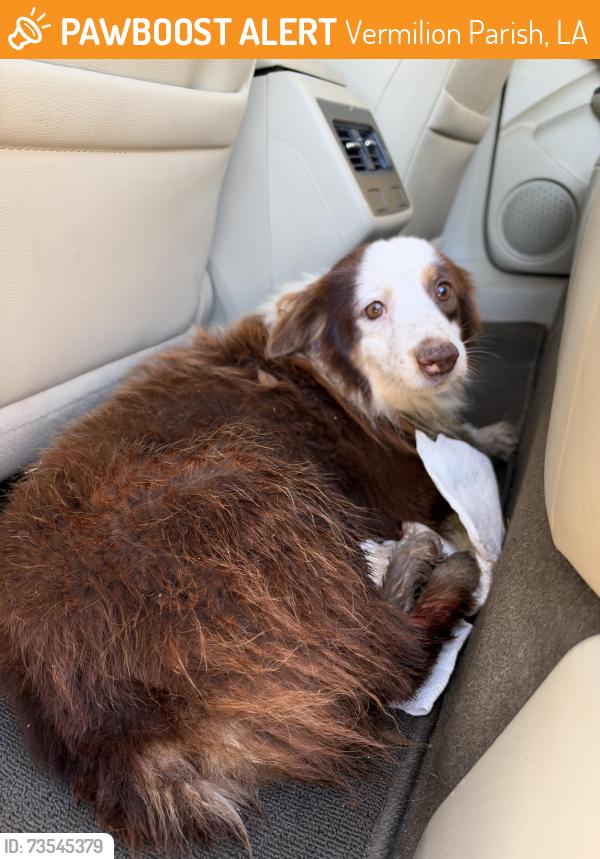 Found/Stray Male Dog last seen Cabrol Road at hwy 14, Vermilion Parish, LA 70548