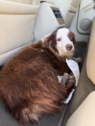Found/Stray Male Dog last seen Cabrol Road at hwy 14, Vermilion Parish, LA 70548