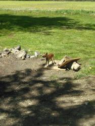 Lost Female Dog last seen Near Blakely Dr dayton ohio, Dayton, OH 45403